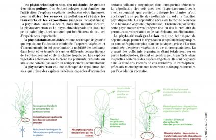 Couverture de la fiche technique innovante Phytotechnologies