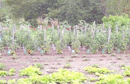 Image de couverture du Guide d’échantillonnage des plantes potagères dans le cadre des diagnostics environnementaux 