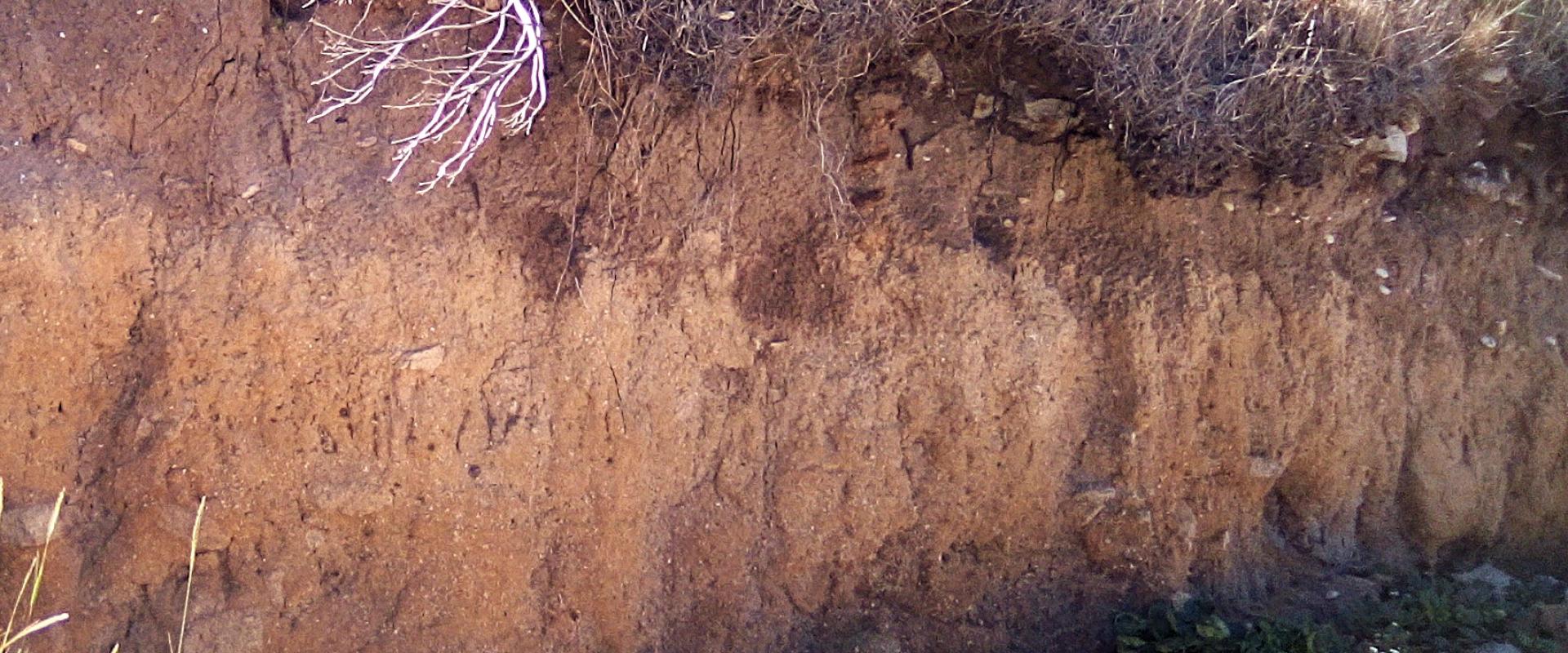 Image d'un profil de sol en bord de mer.